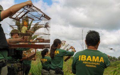 Saiba mais sobre o Concurso IBAMA e como participar dele!