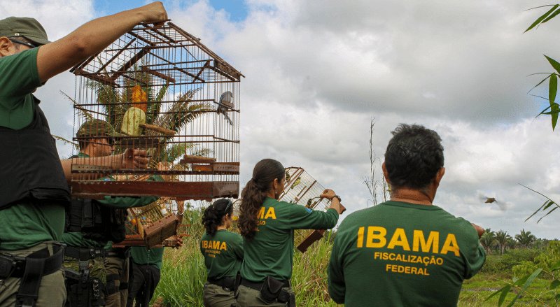 Saiba mais sobre o Concurso IBAMA e como participar dele!