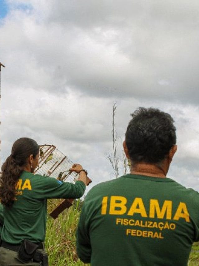 Saiba mais sobre o Concurso IBAMA e como participar dele!
